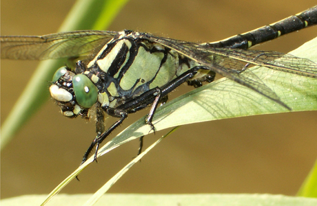Gemeine Keiljungfer (Gomphus vulgatissimus) - © Brigitte Komposch Gemeine Keiljungfer (Gomphus vulgatissimus) - © Brigitte Komposch